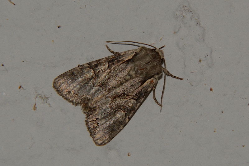 Noctuidae: Lacanobia w-latinum